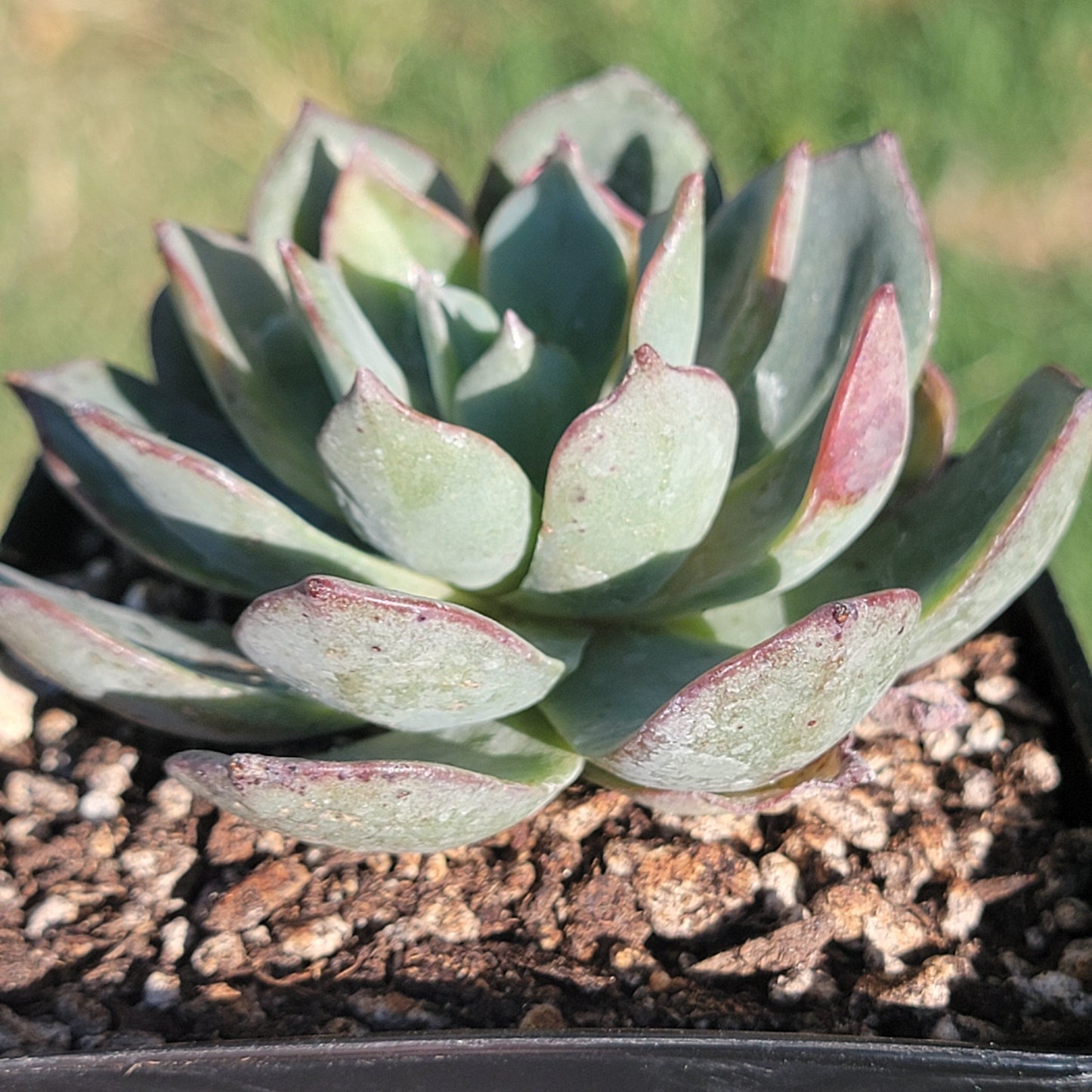 Echeveria sp. Gris