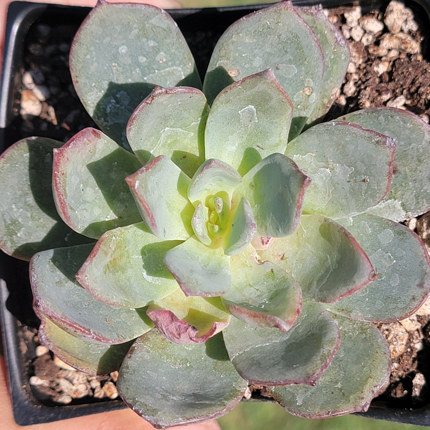 Echeveria Sp. z o.o. Gris