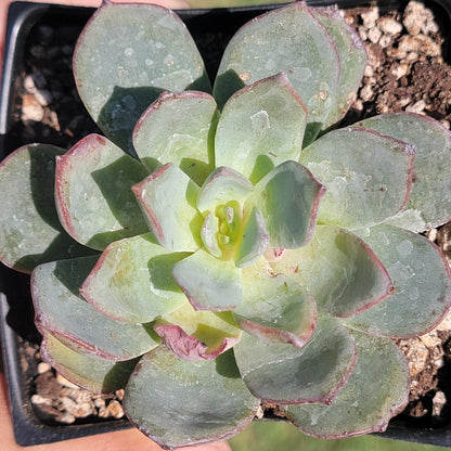 Echeveria sp. Gris