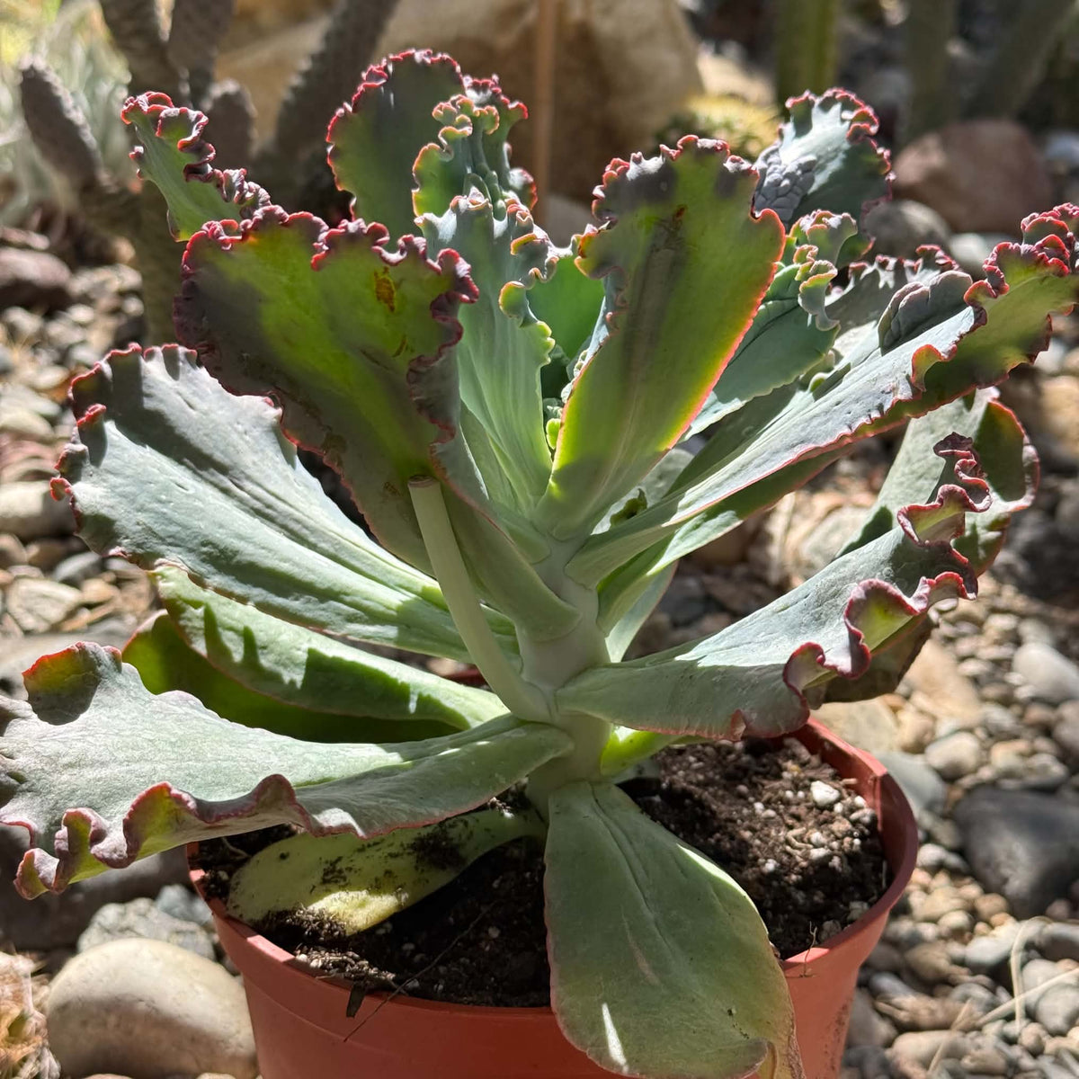 DesertScapeSucculent Succulent Echeveria 'Speed Bumps'