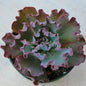 Echeveria 'Speed Bumps' - 4 Inch Assorted - Succulent - DesertScapeSucculent