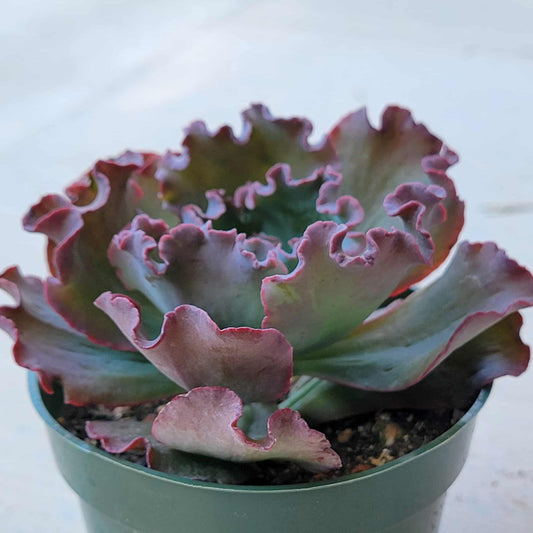 Echeveria 'Speed Bumps' - 4 Inch Assorted - Succulent - DesertScapeSucculent