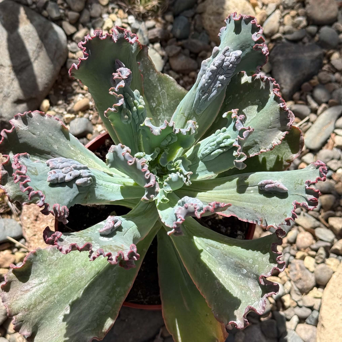 DesertScapeSucculent Succulent 6 Inch Echeveria 'Speed Bumps'