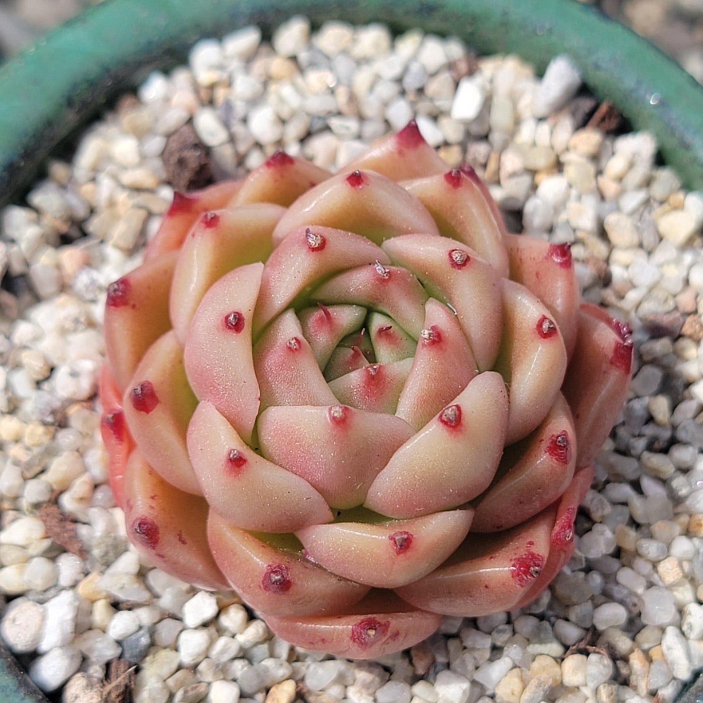 Echeveria 'Spicy'