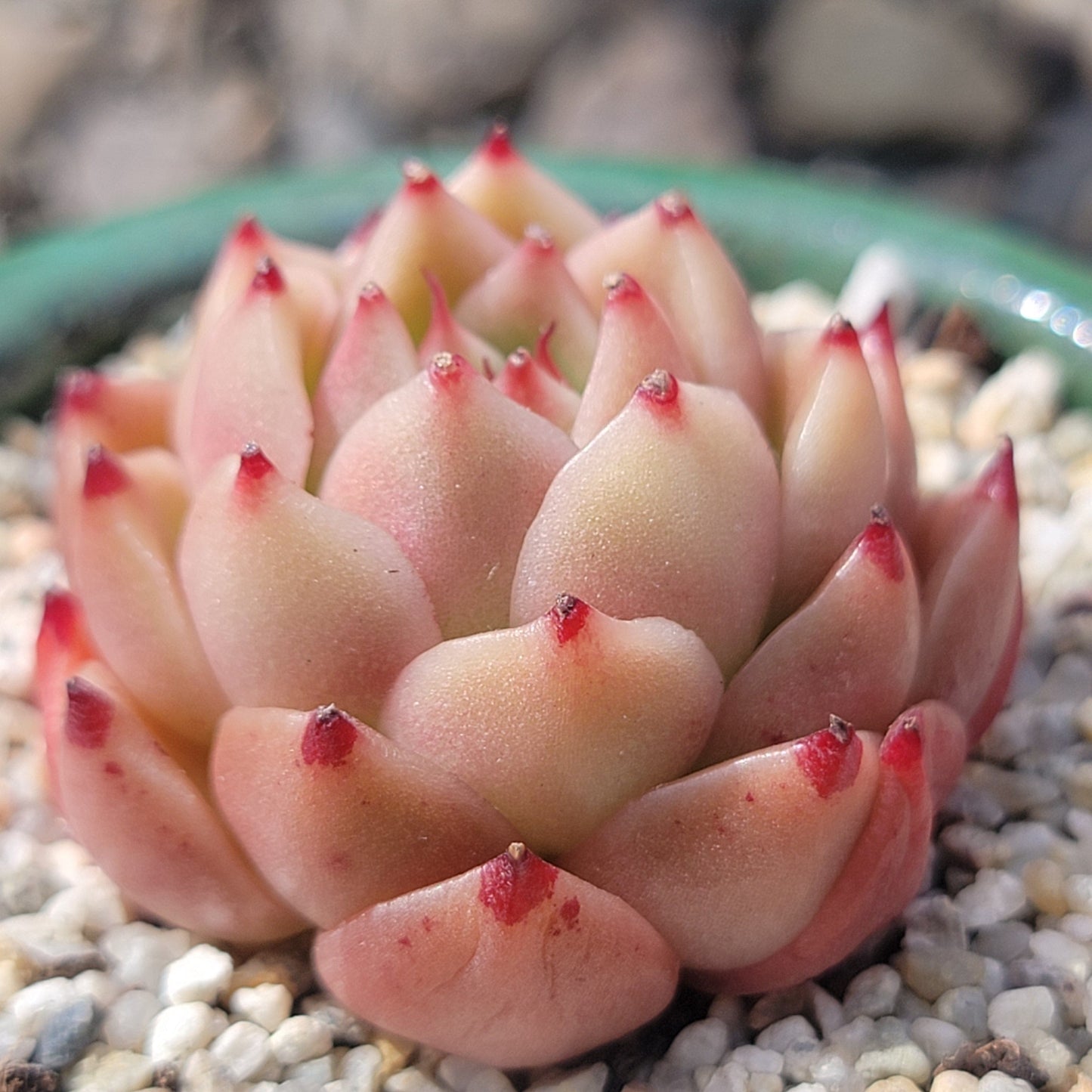 Echeveria 'Spicy'