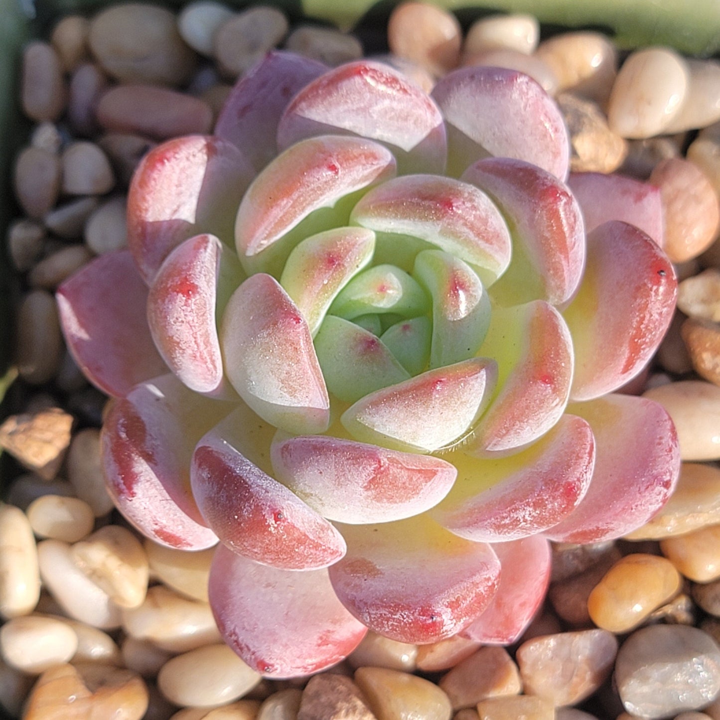 Echeveria 'Star Mark'