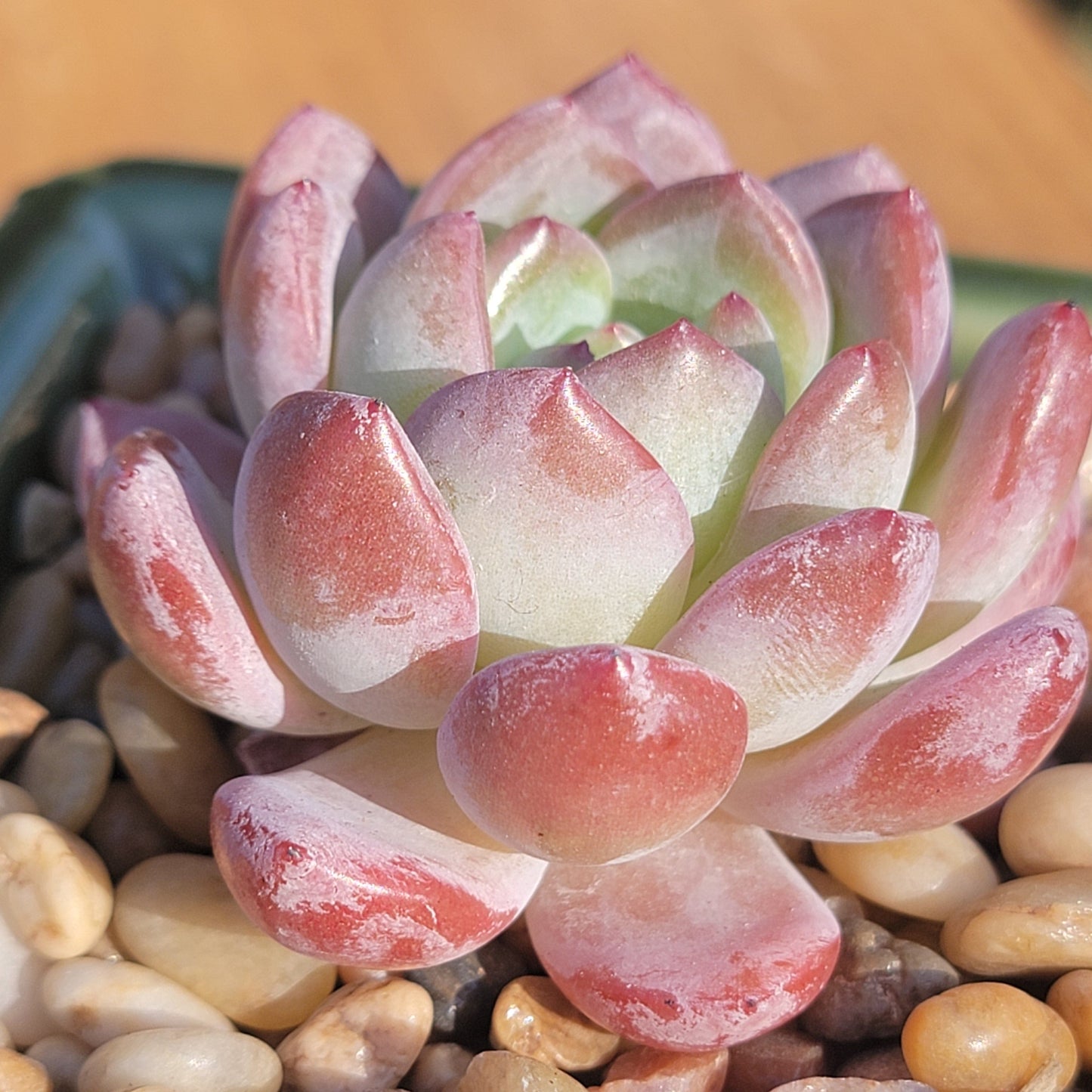 Echeveria 'Star Mark'