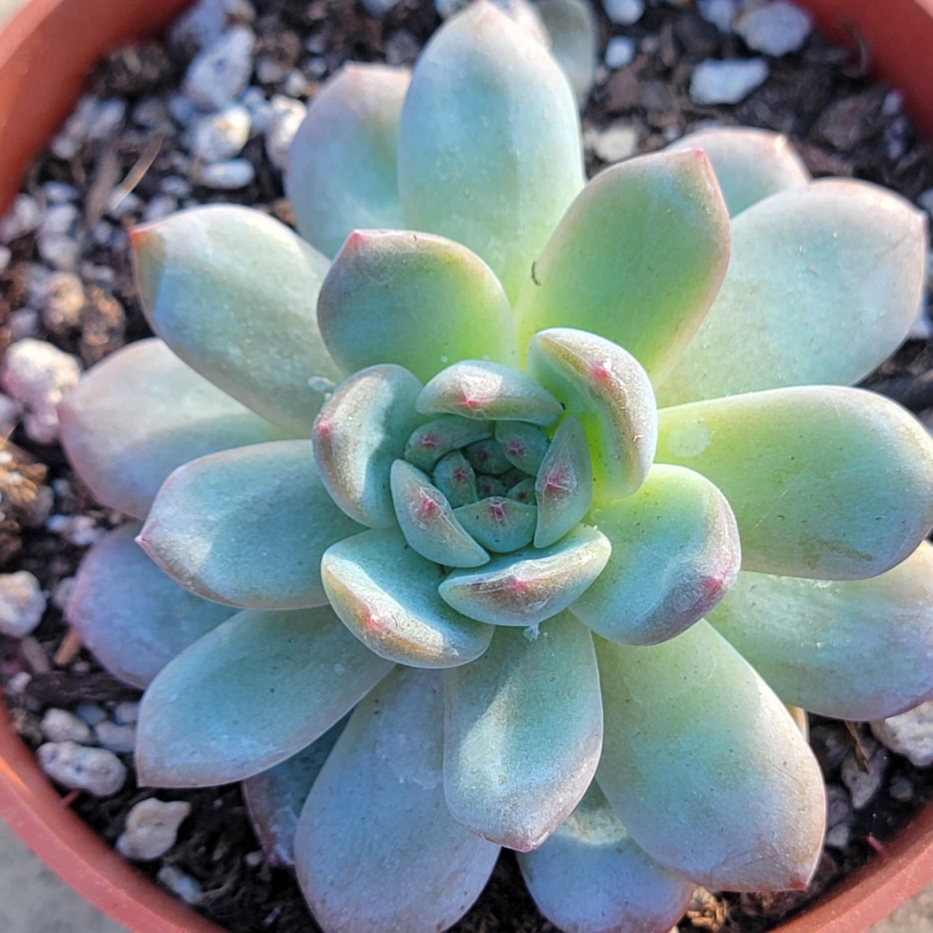 DesertScapeSucculent Succulent 4" Assorted Echeveria 'Star Mark'