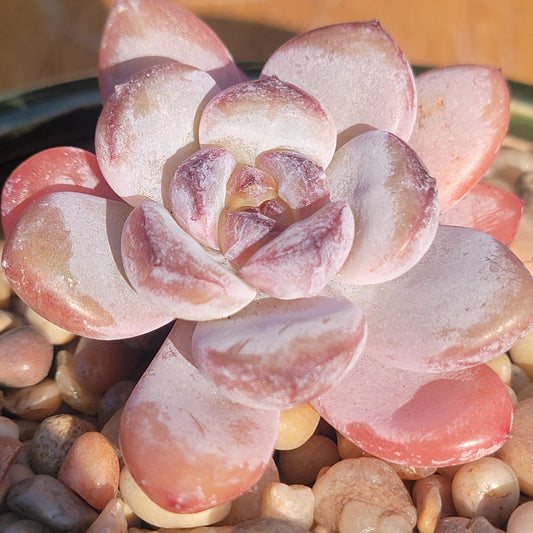 Echeveria 'Star Snow'