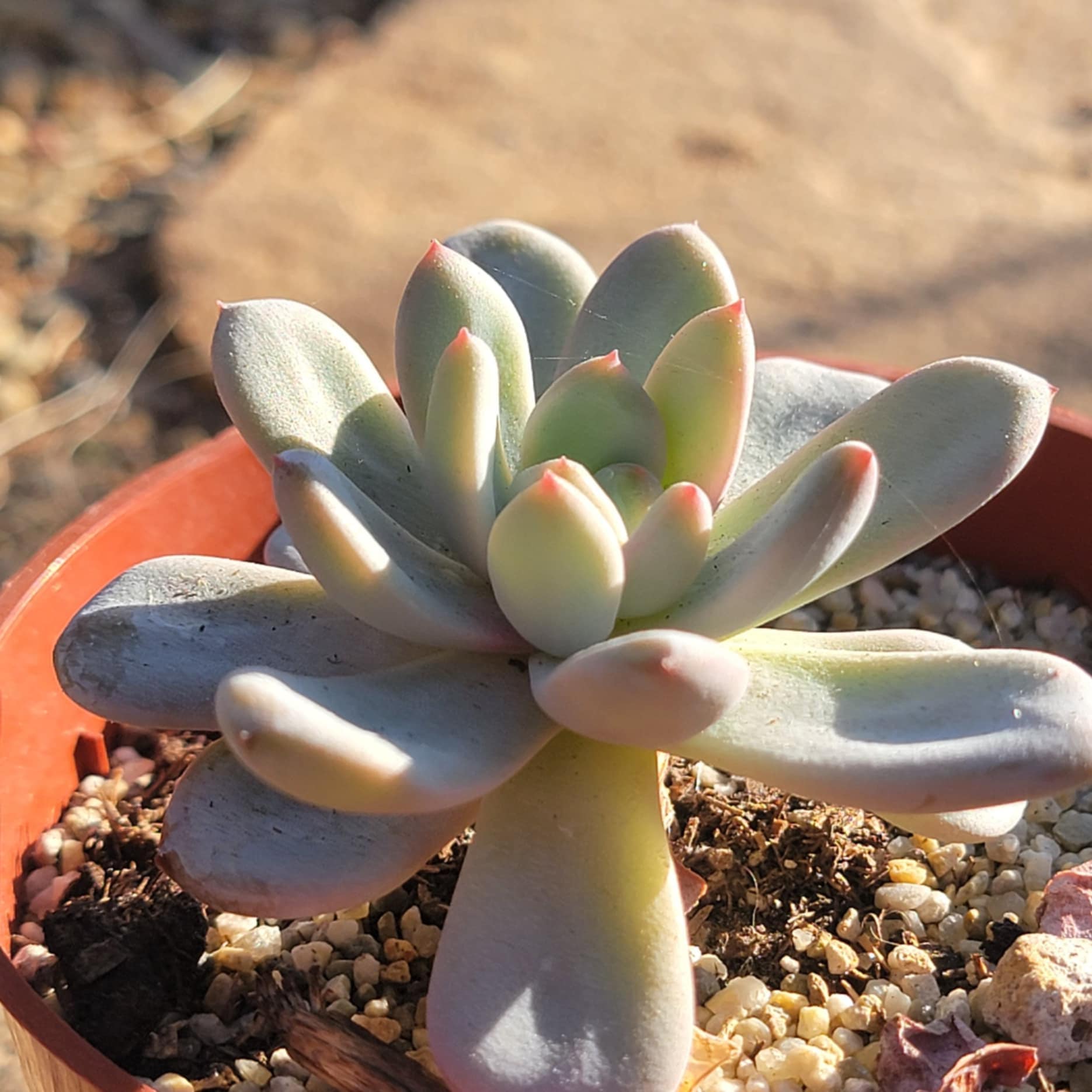 snowfall succulent Echeveria 'Star Snow' – DesertScapeSucculent