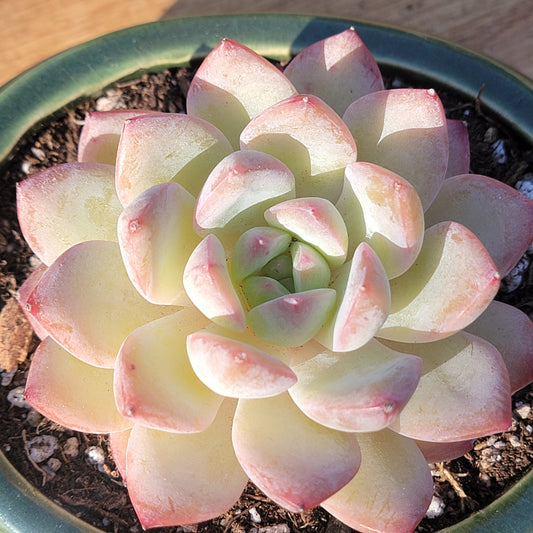 Echeveria 'Strawberry Ice x Laui'