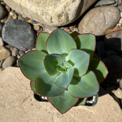 DesertScapeSucculent Succulent 4 Inch Echeveria subrigida
