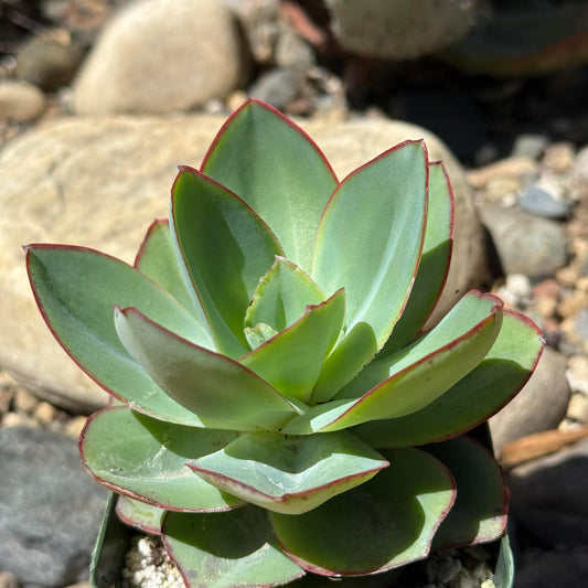 DesertScapeSucculent Succulent 4 Inch Echeveria subrigida