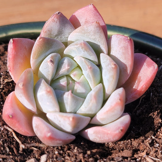 Echeveria 'Subrim'