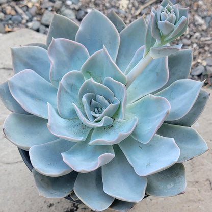 Echeveria subsessilis 'Morning Beauty' - 4" Assorted - Succulent - DesertScapeSucculent