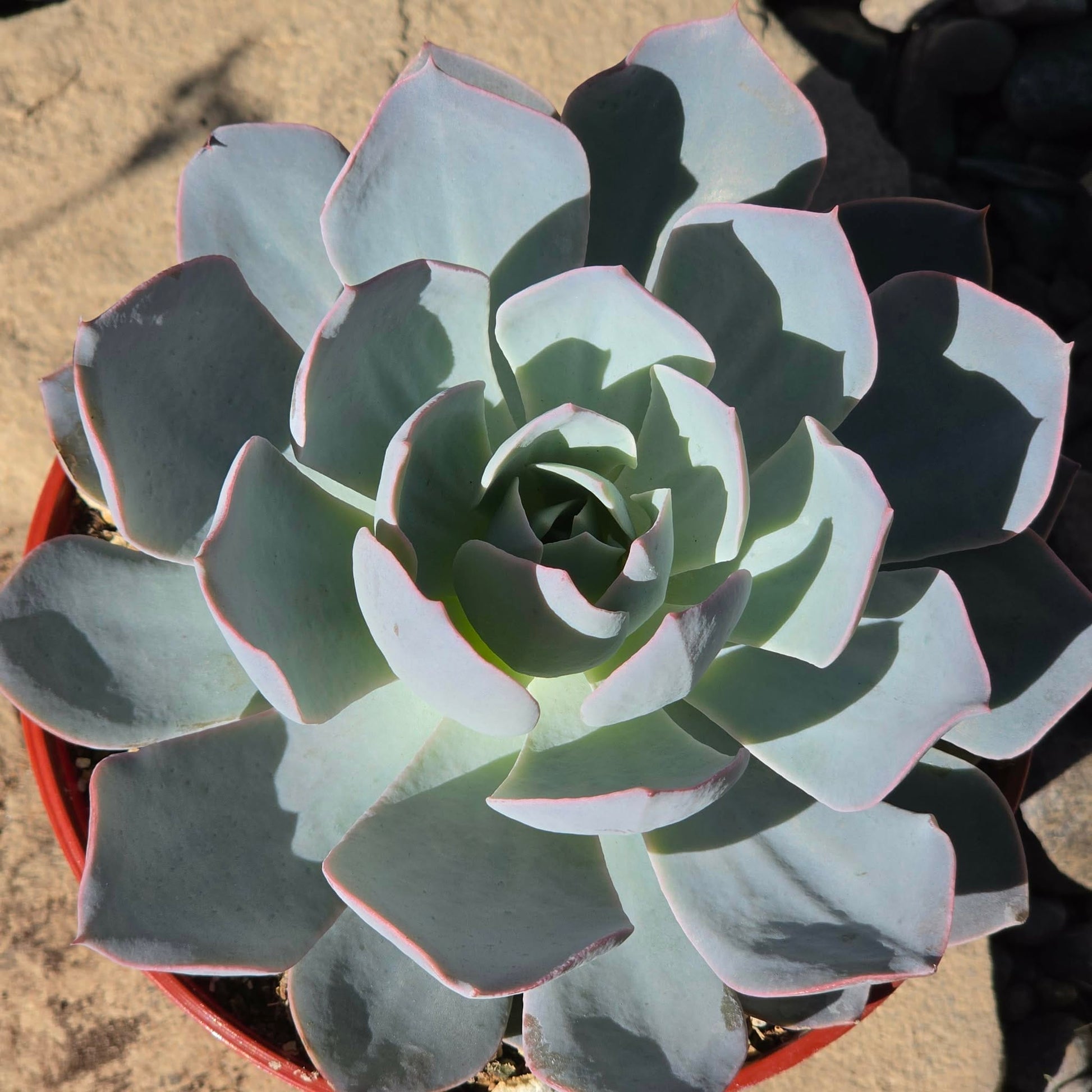 DesertScapeSucculent Succulent Echeveria subsessilis 'Morning Beauty'