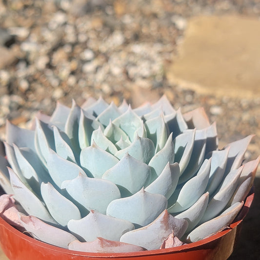 DesertScapeSucculent Succulent 4" Assorted Echeveria subsessilis 'Morning Beauty'