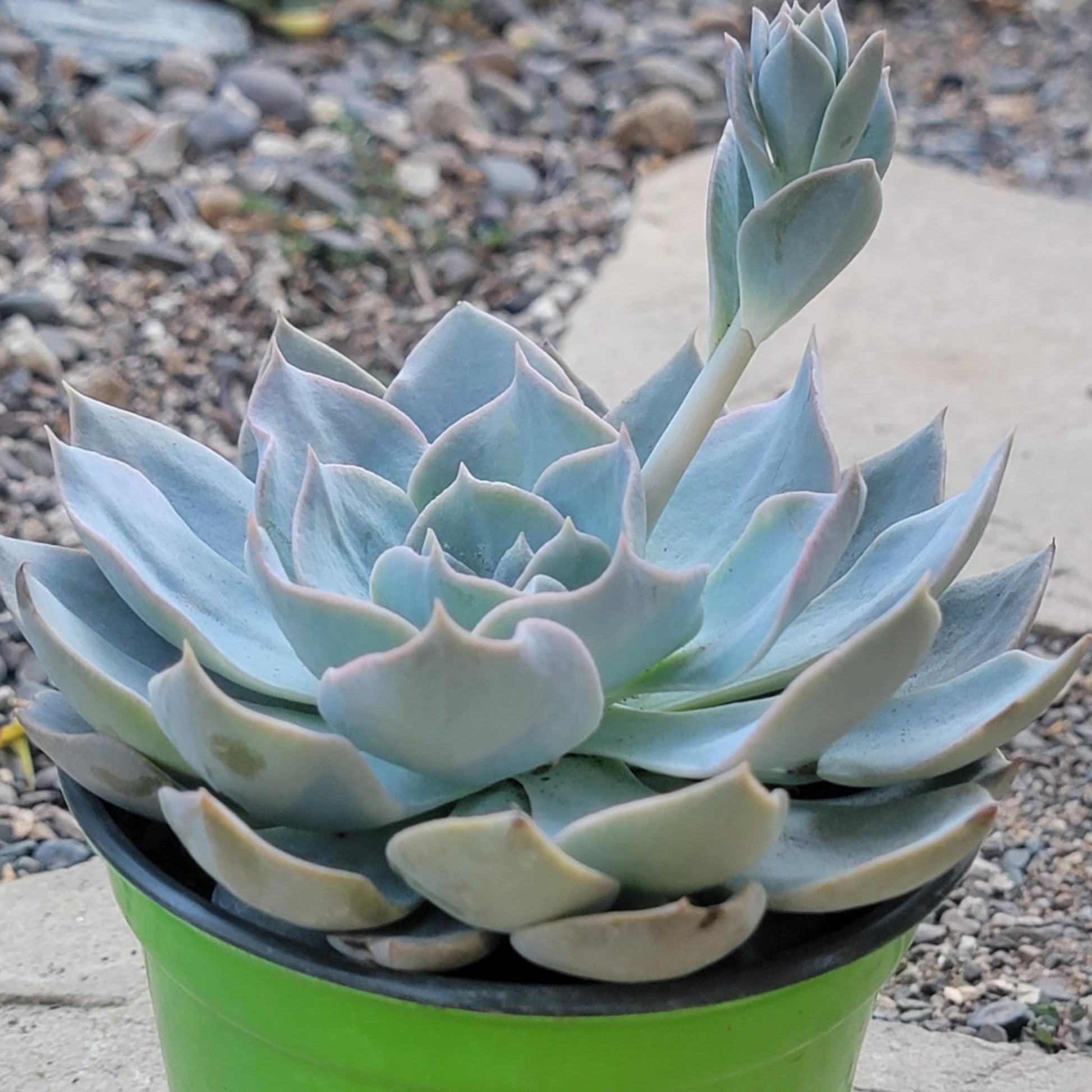 Echeveria subsessilis 'Morning Beauty' - 4" Assorted - Succulent - DesertScapeSucculent