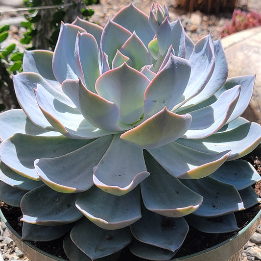 Echeveria 'Blue Subsessilis' 'Beauté du matin'