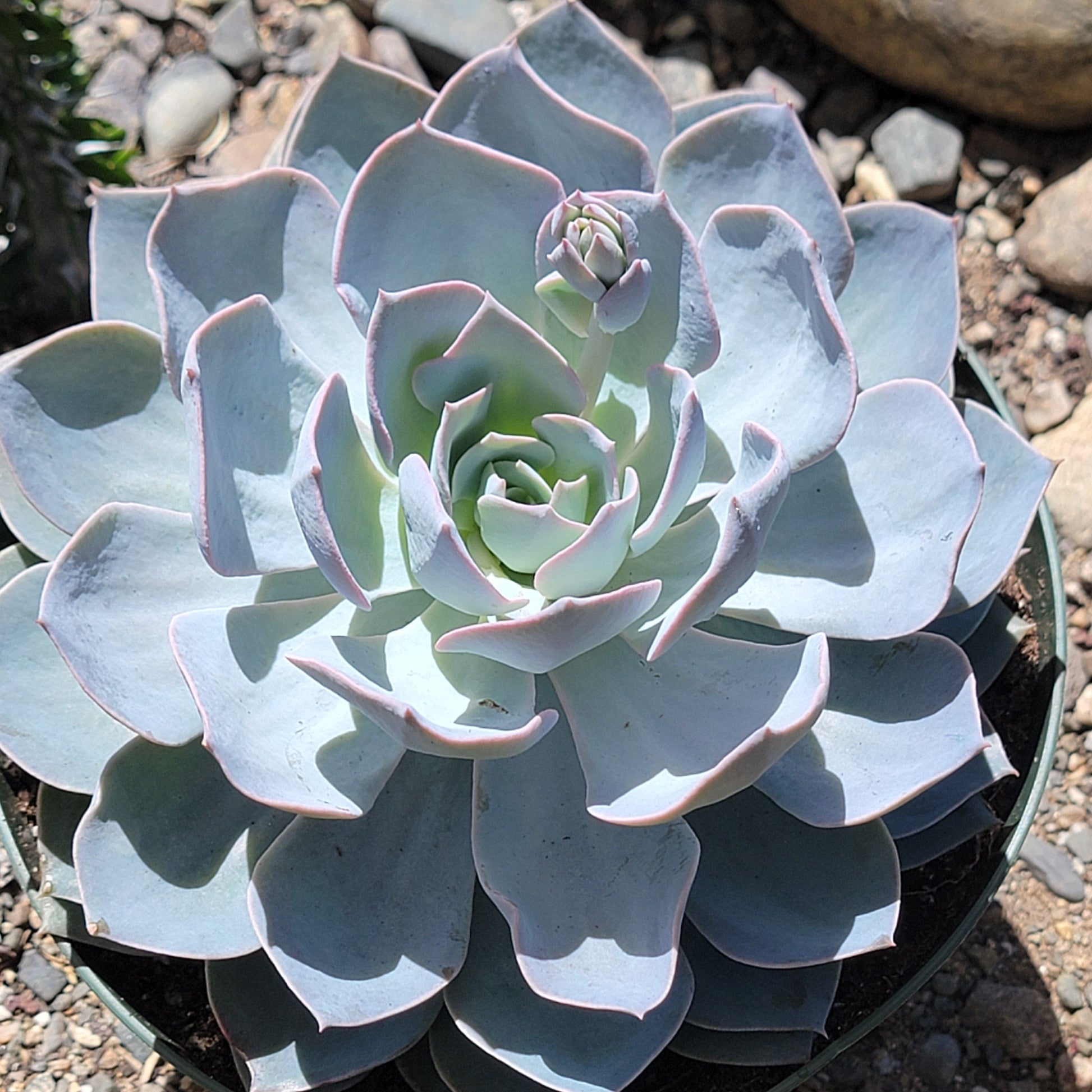 echeveria subsessilis succulent Echeveria subsessilis 'Morning Beauty' – DesertScapeSucculent
