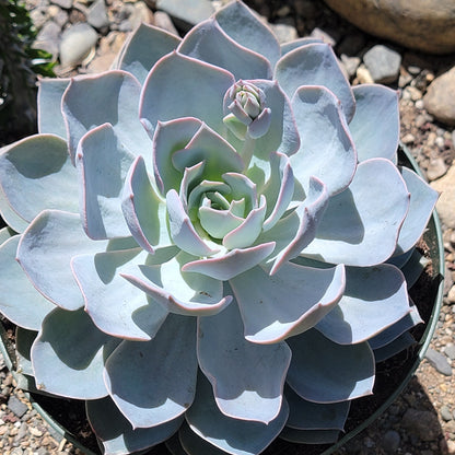 morning beauty succulent Echeveria subsessilis 'Morning Beauty' – DesertScapeSucculent
