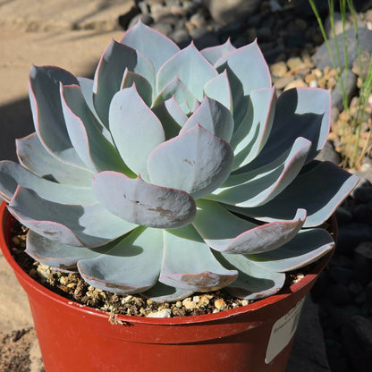 DesertScapeSucculent Succulent 6 Inch Echeveria subsessilis 'Morning Beauty'