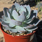 DesertScapeSucculent Succulent 6 Inch Echeveria subsessilis 'Morning Beauty'