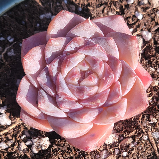 Echeveria 'Sugar Heart'