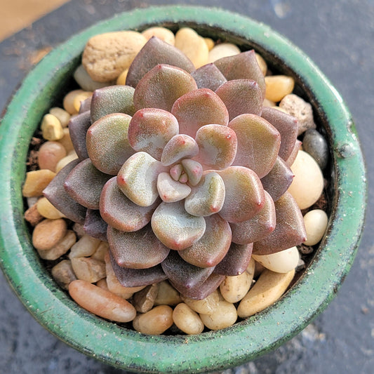 Echeveria 'Sugar Jelly'