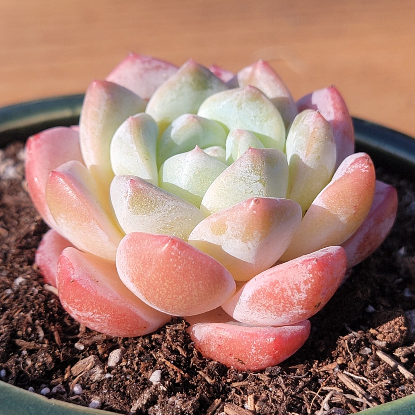 Echeveria 'Suryeon'