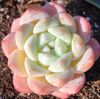 Echeveria 'Suryeon'