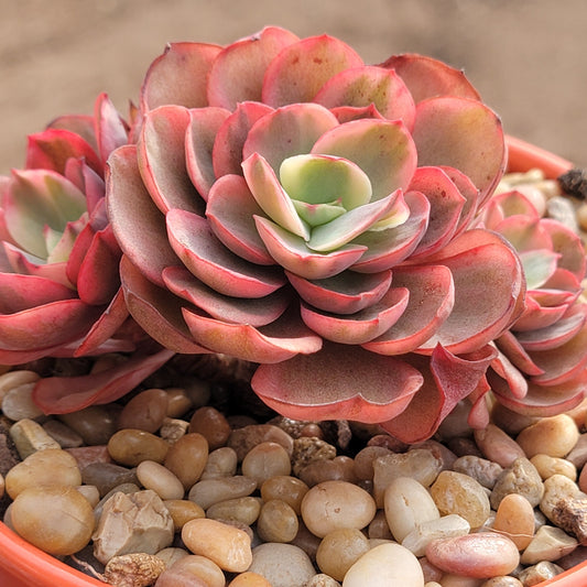 Echeveria 'Suyon'