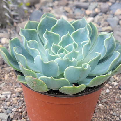 Echeveria 'Swirls'