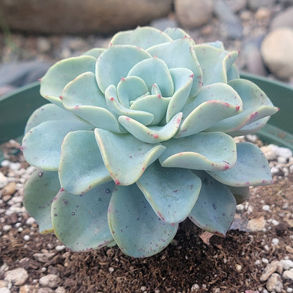 Echeveria 'Swirls'