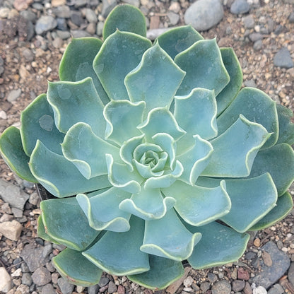 Echeveria 'Swirls'