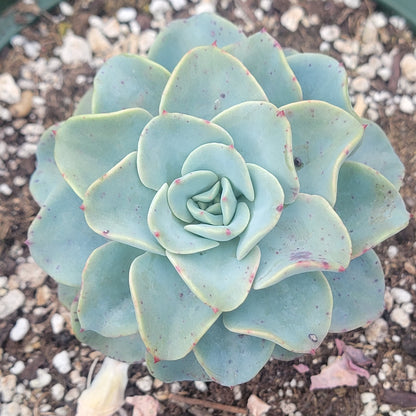 Echeveria 'Swirls'