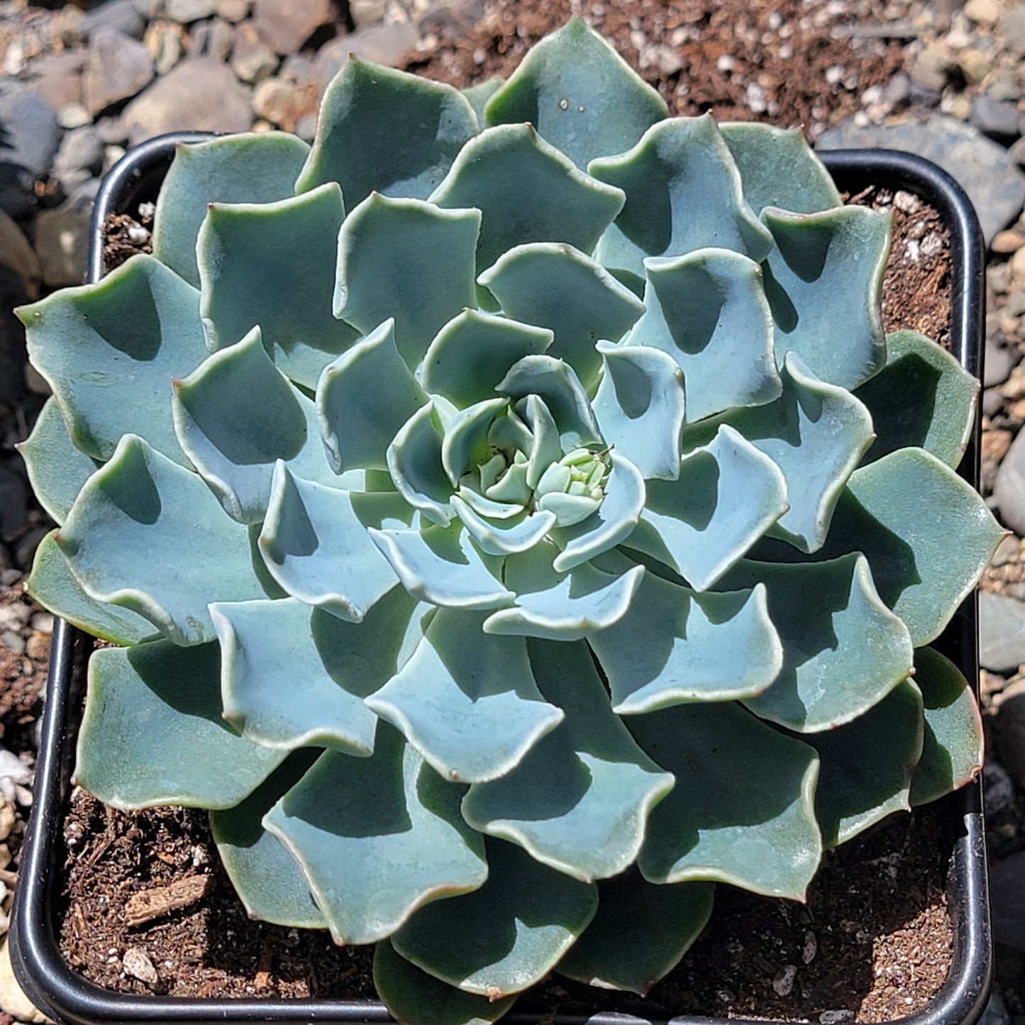 Echeveria 'Swirls'