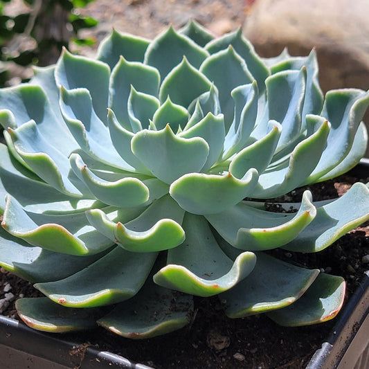 Echeveria 'Swirls'