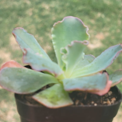 Echeveria 'Takasago No Okina'