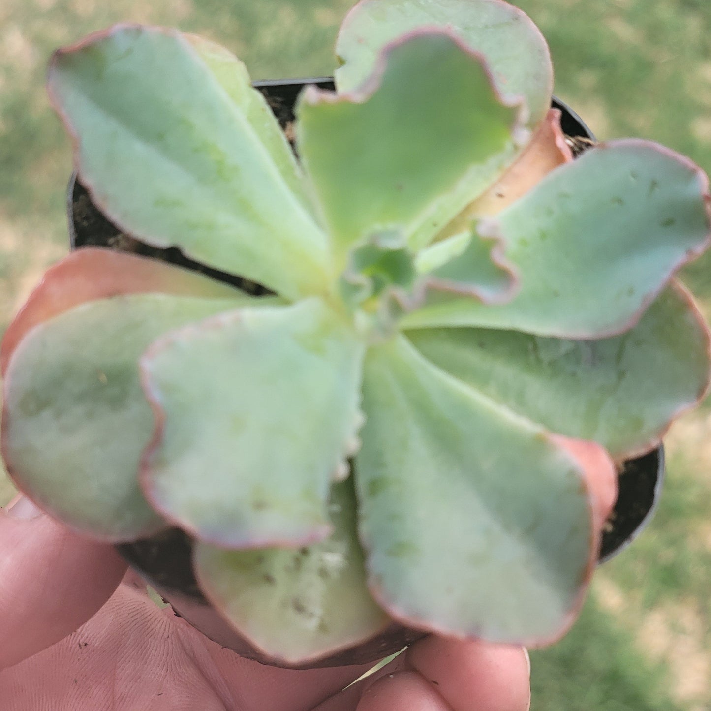 Echeveria 'Takasago No Okina'