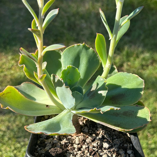 Echeveria 'Takasago No Okina'