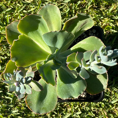 Echeveria 'Takasago No Okina'