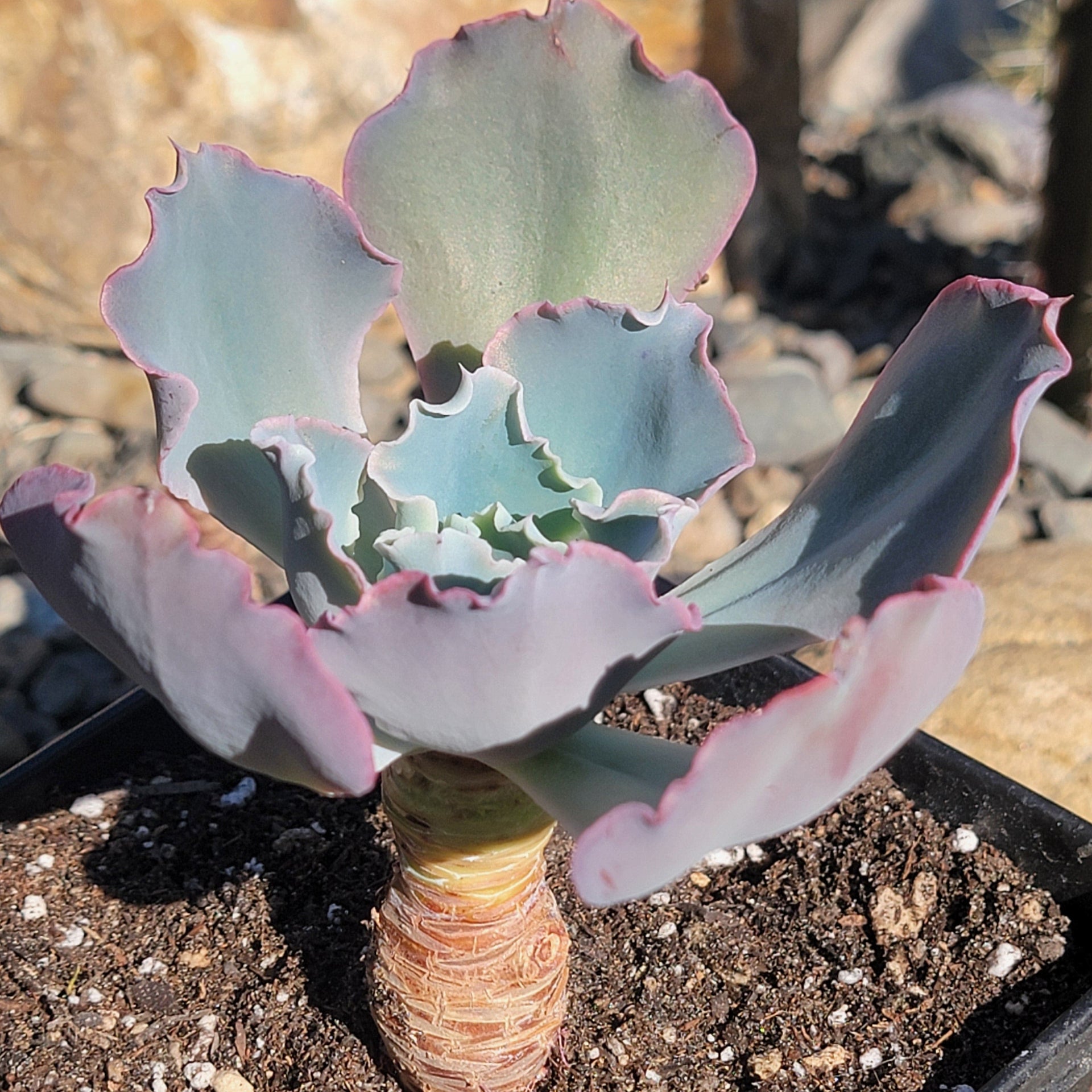 takasago no okina succulent Echeveria 'Takasago No Okina'