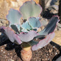 Echeveria 'Takasago No Okina' - Single 6A - Succulent - DesertScapeSucculent