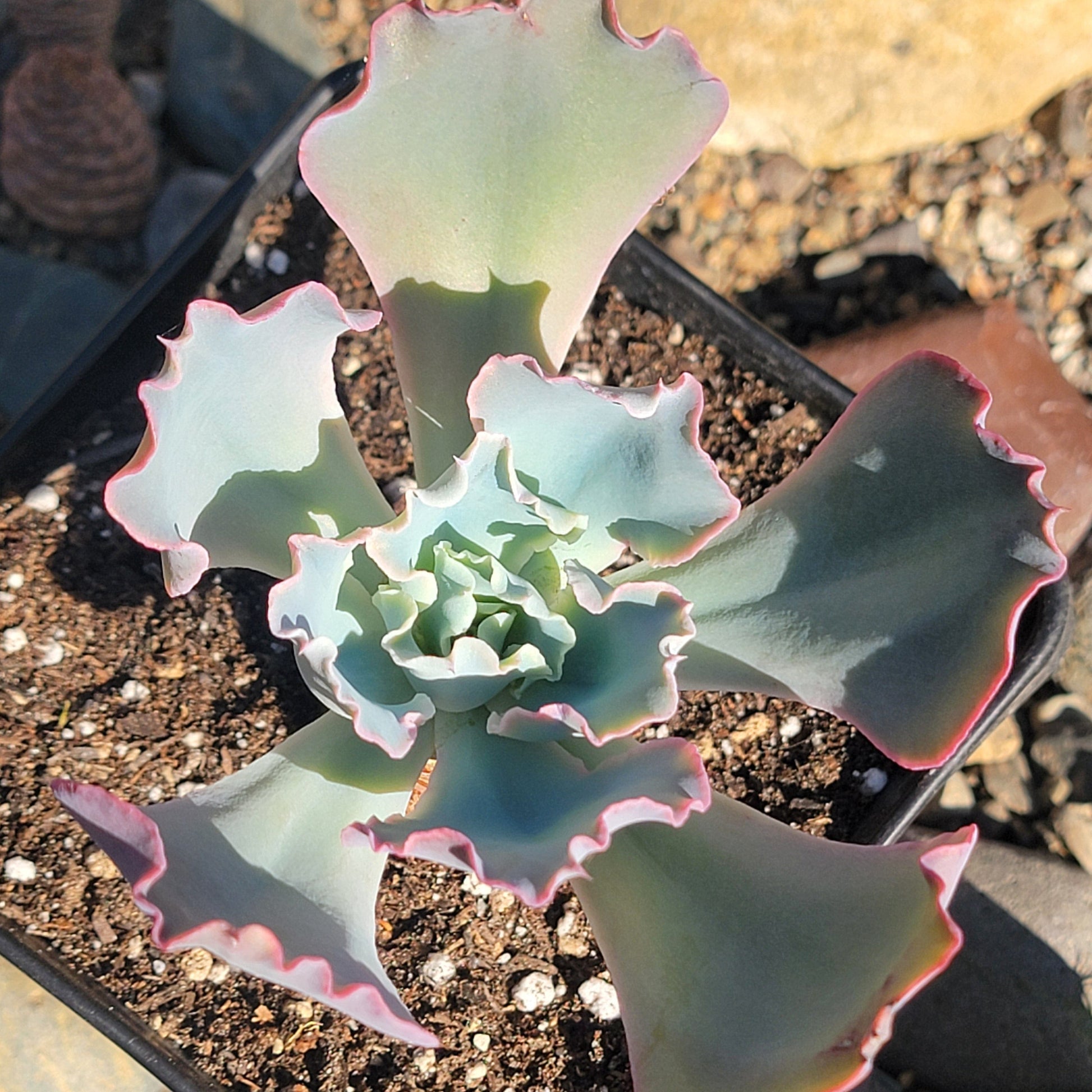 takasago no okina succulent Echeveria 'Takasago No Okina'