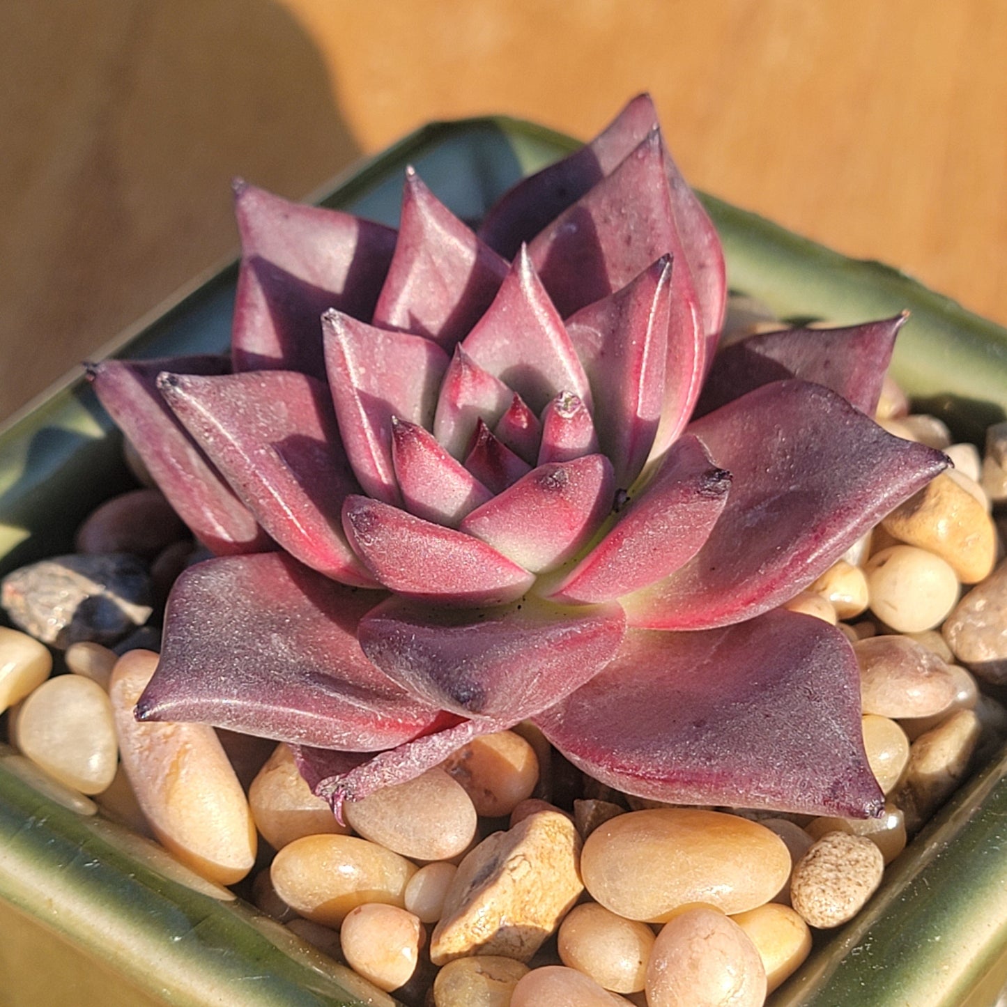 Echeveria 'Taurus'