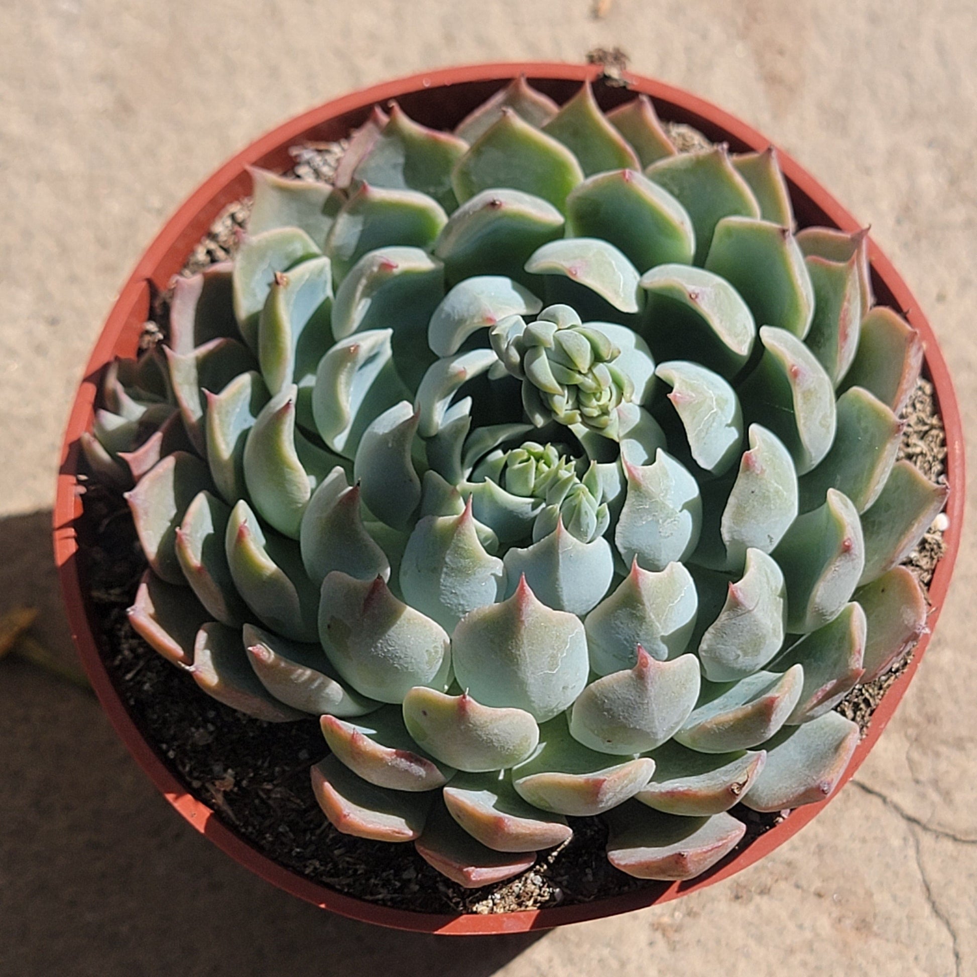 tippy succulent Echeveria 'Tippy' – DesertScapeSucculent