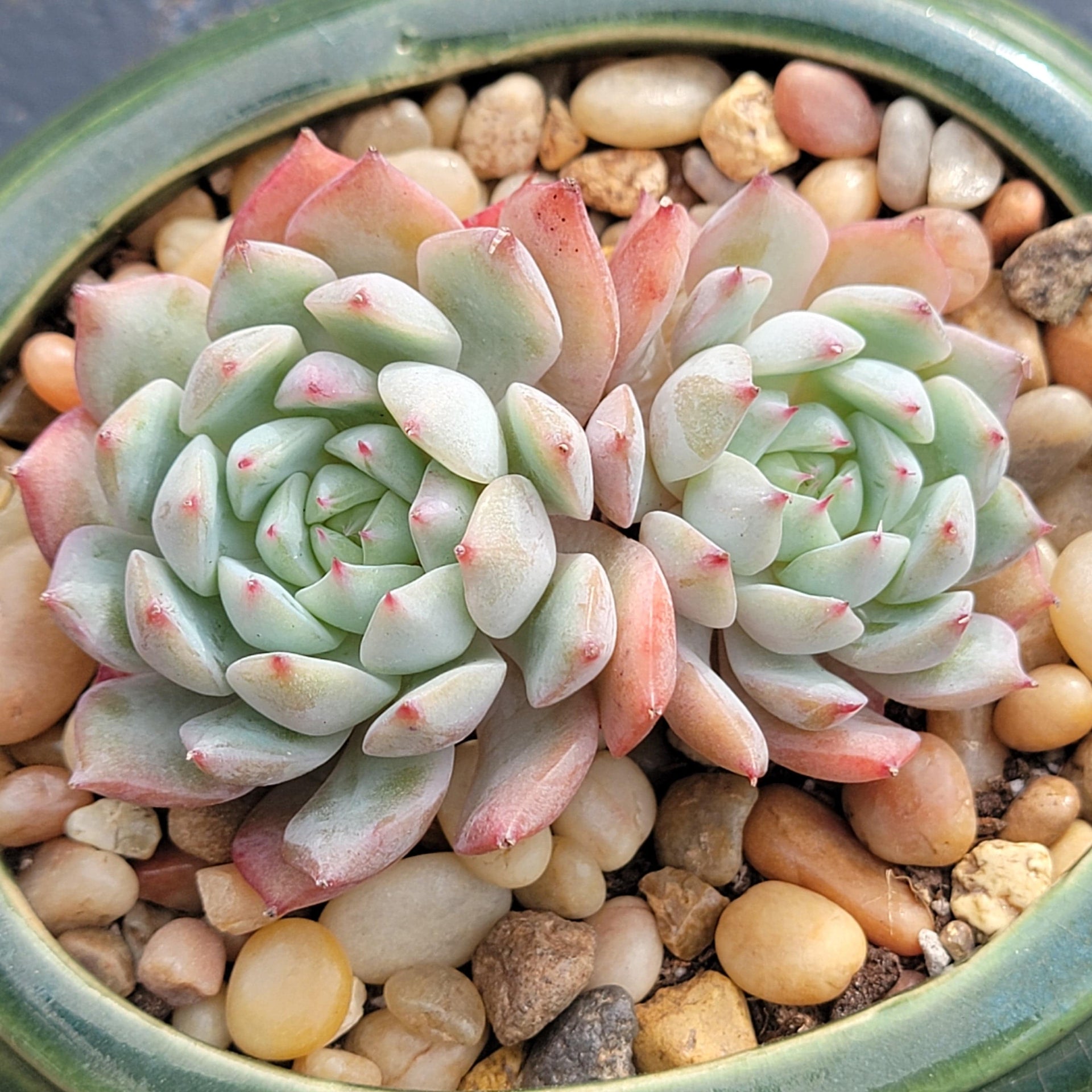 tippy succulent Echeveria 'Tippy' – DesertScapeSucculent