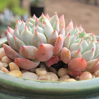 Echeveria 'Tippy'