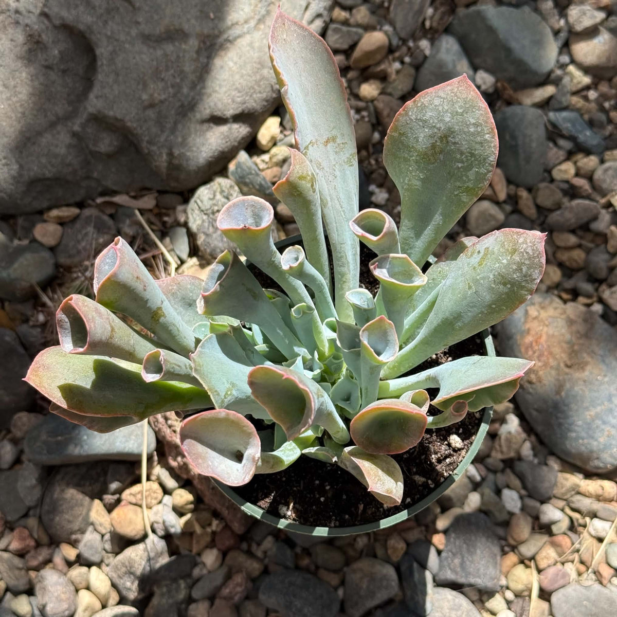 DesertScapeSucculent Succulent 4 Inch Echeveria 'Trumpet Pinky'